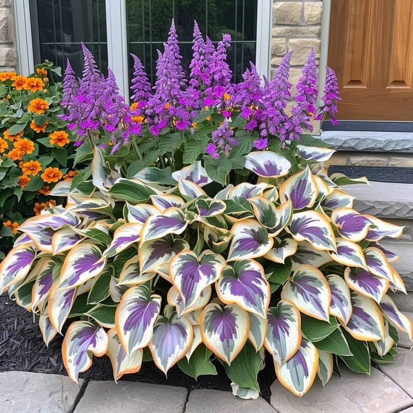 CILIFER® Premium Rare Hosta 🌿 Shade-Tolerant Plant