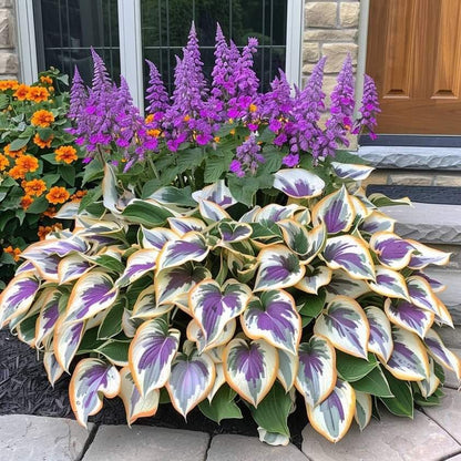 CILIFER® Premium Rare Hosta 🌿 Shade-Tolerant Plant