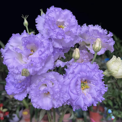 CILIFER® 🔥🌺Low-maintenance Eustoma Flower Seeds🌈
