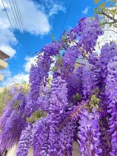 CILIFER® 🌸WISTERIA - THE GARDEN'S CASCADING BEAUTY ALL YEAR ROUND