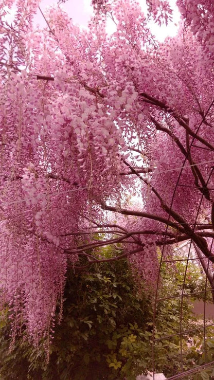 CILIFER® 🌸WISTERIA - THE GARDEN'S CASCADING BEAUTY ALL YEAR ROUND