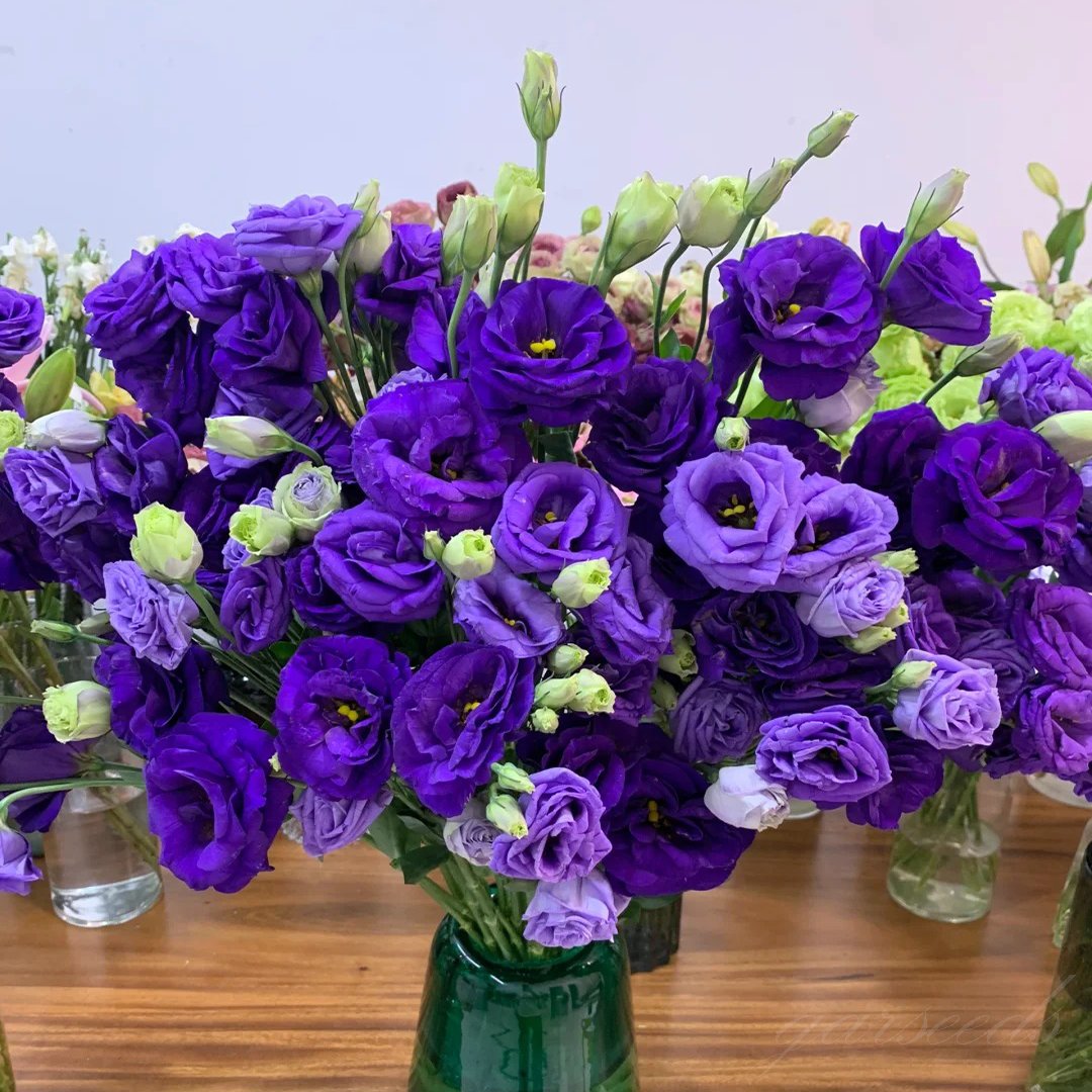 CILIFER® 🔥🌺Low-maintenance Eustoma Flower Seeds🌈